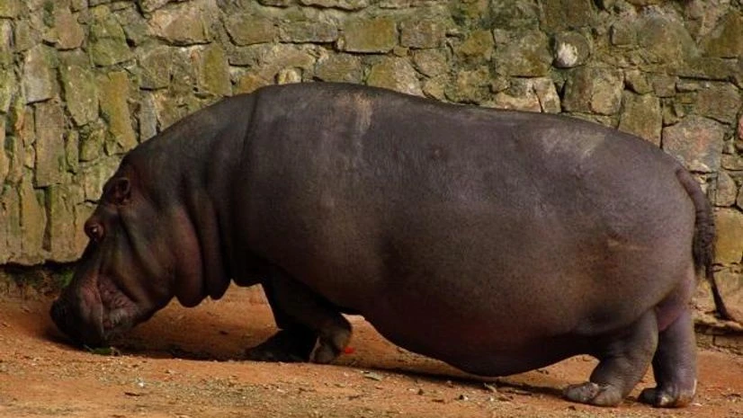 Cocaine Hippo, Pablo Escobar, Hippopotamous Photo: Wikimedia Commons