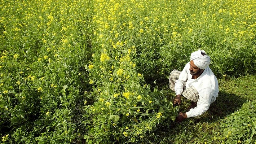 farm, farmer, mustard farm, farmer, mustard
