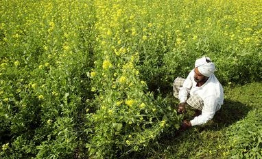 Farmers in UP ready to take up black wheat cultivation amid absence of mkt farm, farmer, mustard
