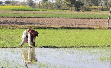 Slow progress of monsoon causing delay in sowing of oilseeds: SEA farmers