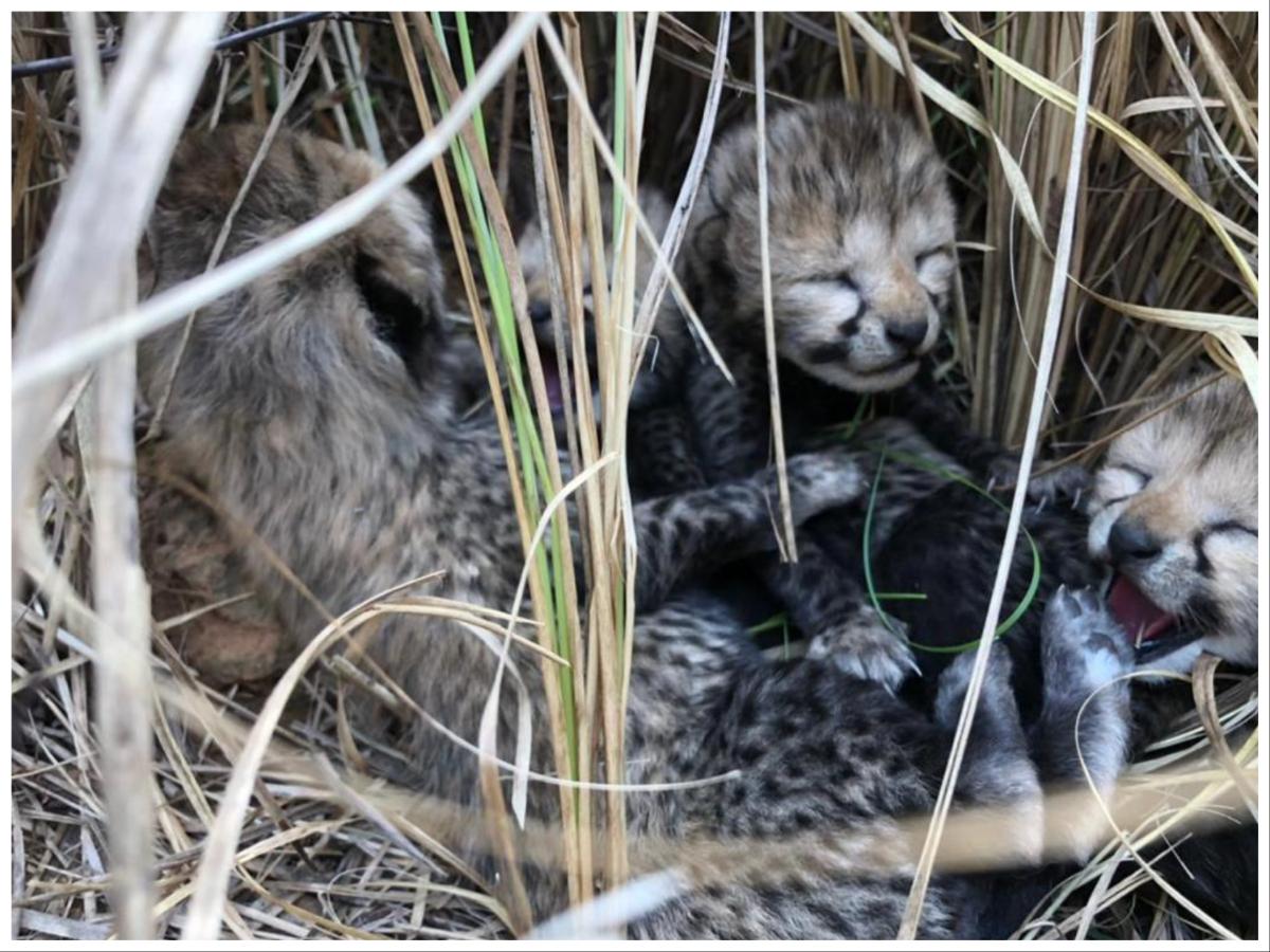 African Cheetah Uday died of cardiac arrest, others at KNP being monitored