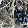 Cheetah cubs, Cubs