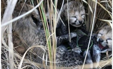 India's cheetah reintroduction plan ignored spatial ecology: Scientists Cheetah cubs, Cubs