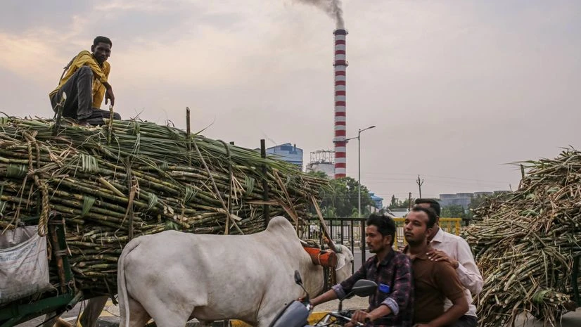 Farmers transport sugarcane to a sugar factory in Maharashtra. Farmers transport sugarcane to a sugar factory in Maharashtra.