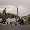 Farmers transport sugarcane to a sugar factory in Maharashtra. Farmers transport sugarcane to a sugar factory in Maharashtra.