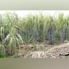 Govt allows sugar mills to use cane juice for ethanol production from Nov | Agriculture sugarcane farmers