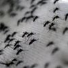 dengue, Chikungunya