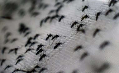 Dengue virus 'evolved dramatically' in India, is more severe: Study dengue, Chikungunya