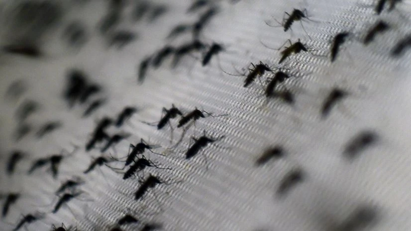 dengue, Chikungunya dengue, Chikungunya