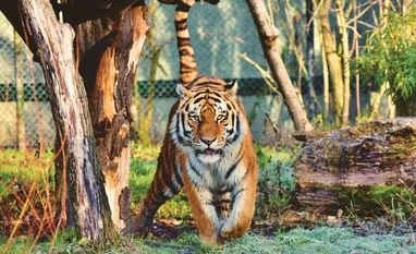 PM to release tiger numbers, mark 50 yrs of 'Project Tiger' in Mysuru tiger