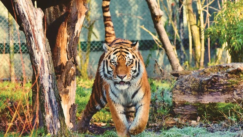 tiger tiger