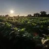 farming, agriculture, agri sector