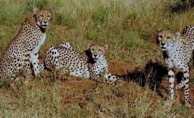 7 more cheetahs to be released in Kuno National Park by June third week Kuno cheetah
