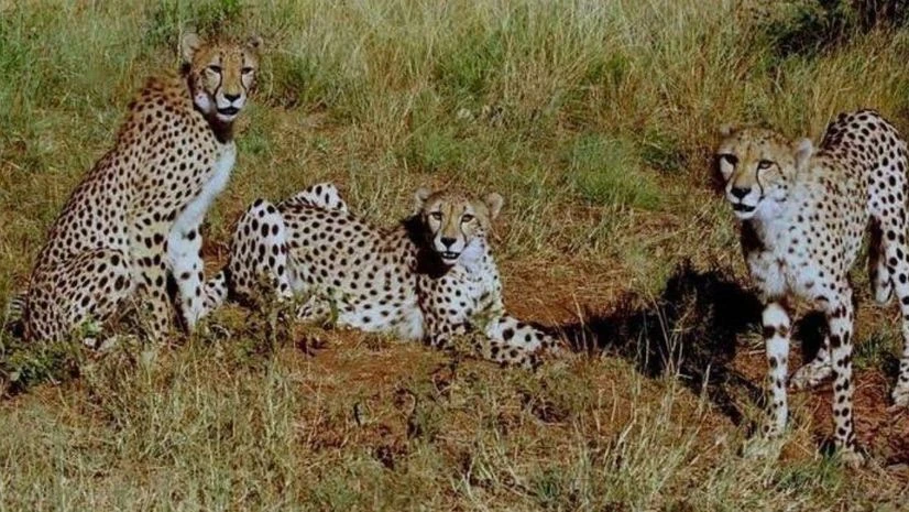 Two years of Project Cheetah: Triumphs, trials and road ahead this year | India News Govt reveals new names for Namibian, South African cheetahs at Kuno park