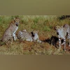 Officials expediting efforts to bring next batch of cheetahs by year-end Kuno cheetah