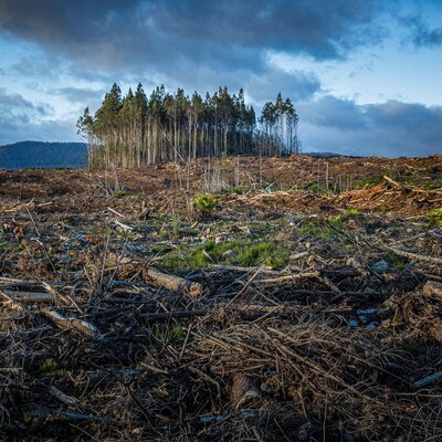 Over 200 investors join forces to push for policy action on nature loss