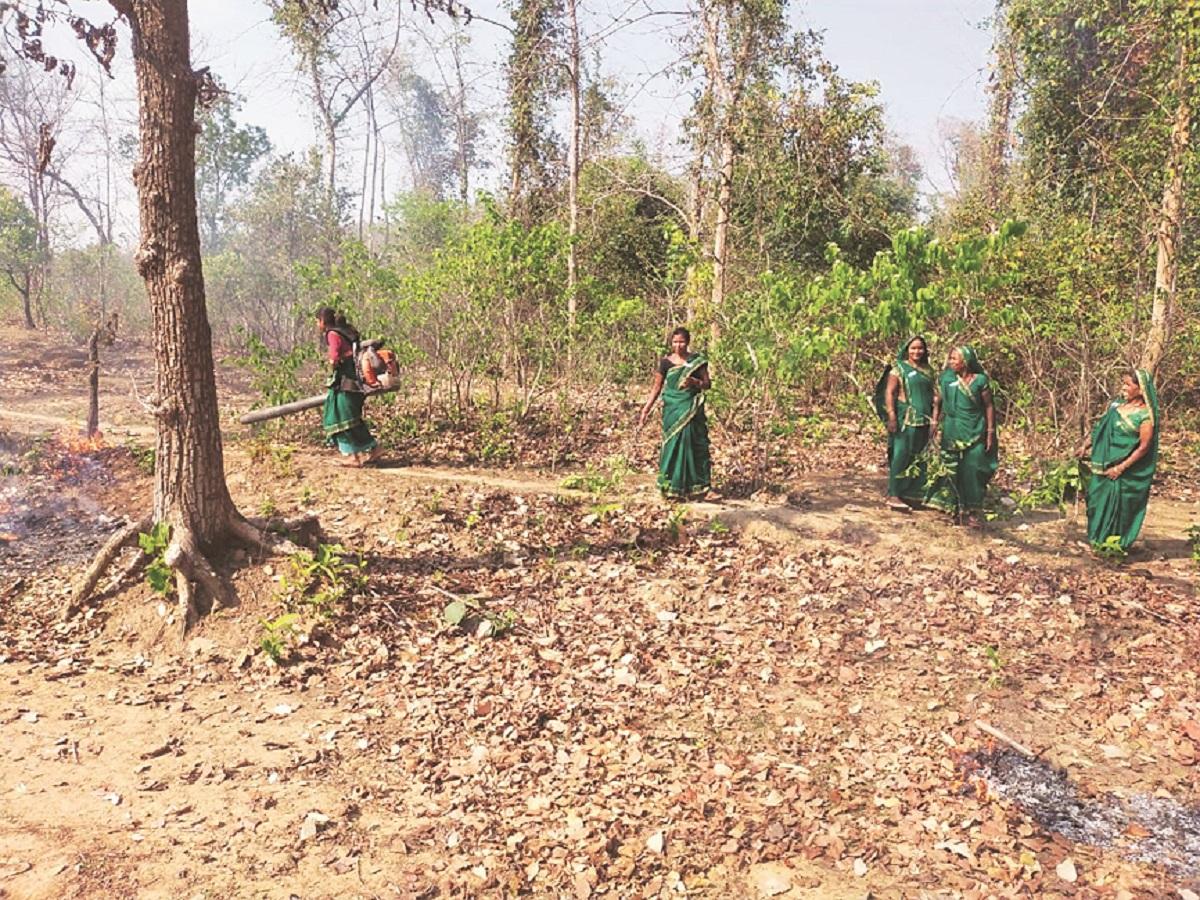 Women in green put out forest fires in Chhattisgarh's Bilaspur district - Business Standard