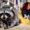 North Japan's Niigata steps up efforts to eradicate raccoons: Report
