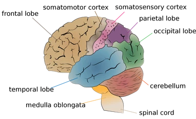 Human brain's cerebellum affected more than other regions from Covid: Study Human brain's cerebellum