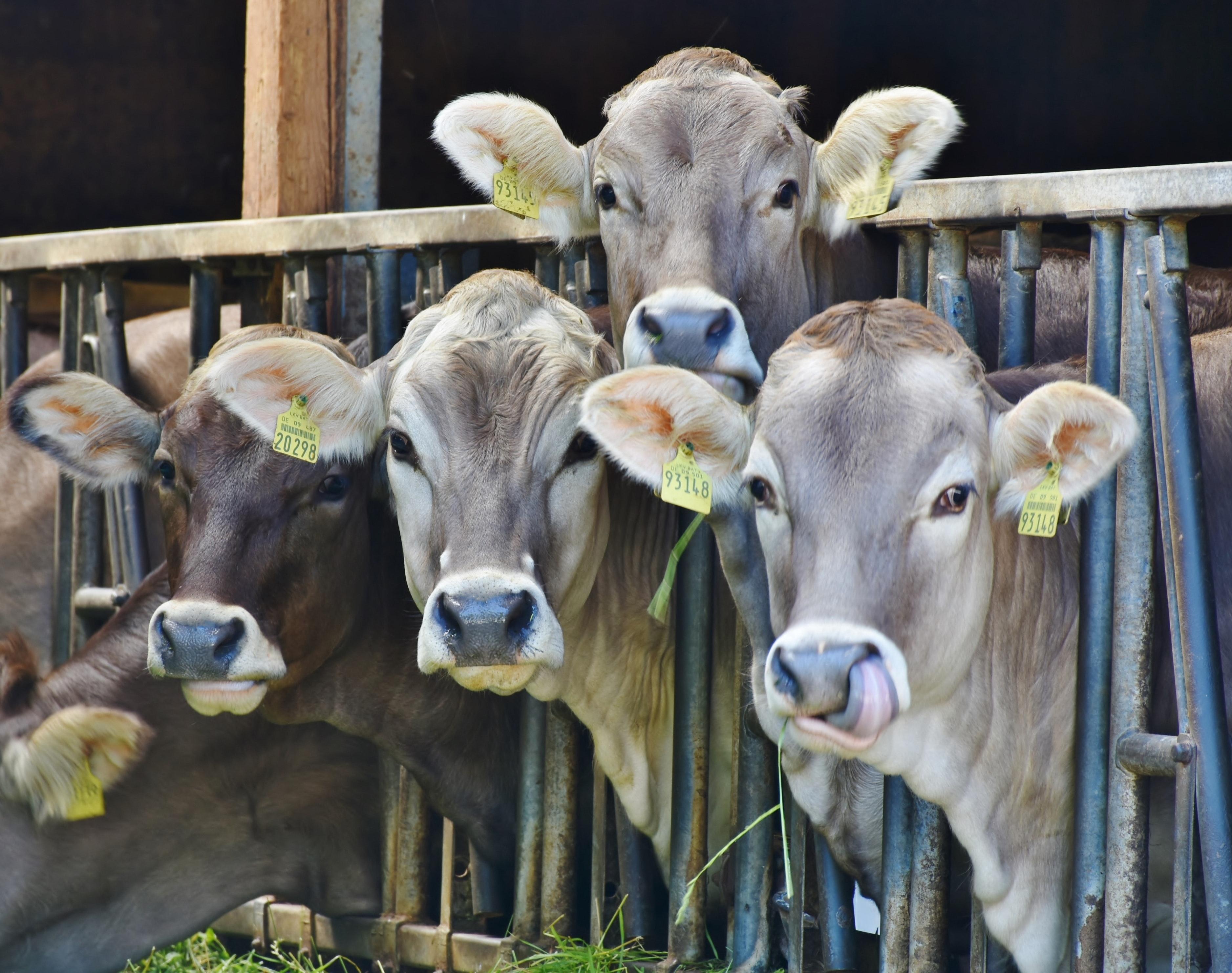 Centre withdraws draft live animal export Bill amidst stiff opposition