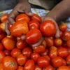 tomatoes