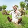 paddy farmer