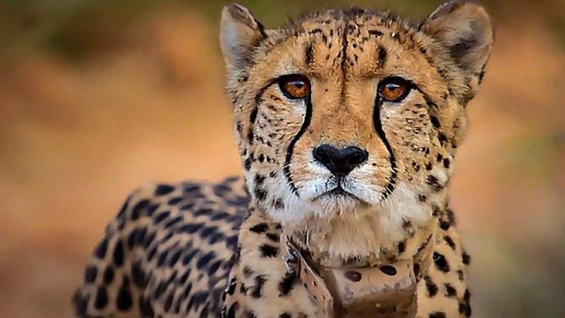 Cheetah, Kuno National Park, Madhya Pradesh Cheetah, Kuno National Park, Madhya Pradesh