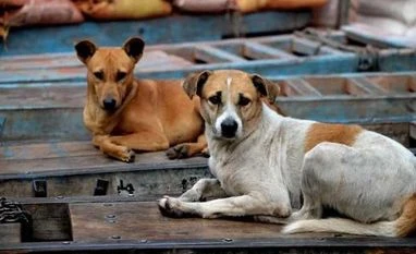 Centre exploring options to step up stray dog sterilisation, end attacks stray dog sterilisation