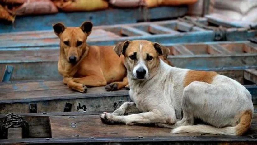 Centre exploring options to step up stray dog sterilisation end