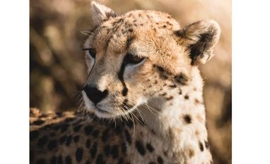Breeding, cheetah selection strategies at focus in Project Cheetah's 2nd yr Cheetah