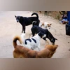 Stray dogs Stray dogs