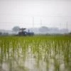Rice, rice prices, Rice exports, Rice crop