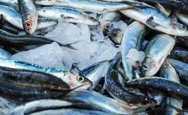 Centre to launch 125-plus fisheries projects in Tamil Nadu on Friday fisheries, fish