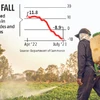 Pest attack chances could grow if monsoon weakens; feel industry players