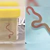 In a first, Neurosurgeon plucks worm from woman's brain in Australia