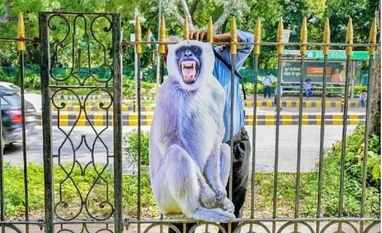 Cut-outs of langurs deployed along G20 routes to scare off monkeys Langur