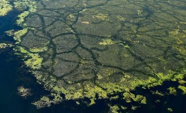 Among the alien species, around 6% of plants, 22% of invertebrates, 14% of vertebrates, and 11% of microbes were known to be invasive Among the alien species, around 6% of plants, 22% of invertebrates, 14% of vertebrates, and 11% of microbes were known to be invasive