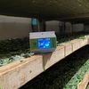 Tech firm revolutionises silk cocoon trade with tech-enabled bidding