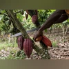 Cocoa pods are harvested in Azaguie, Ivory Coast. African cocoa farmers have faced higher costs and shortages of fertilizers and pesticides. Photographer: Andrew Caballero-Reynolds/Bloomberg