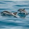 Dolphins, Dolphin