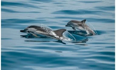 Over 100 dolphins dead in Amazon as it hits record-high temperature Dolphins, Dolphin