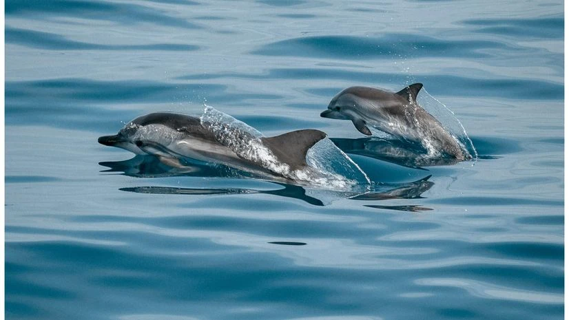 Dolphins, Dolphin Dolphins, Dolphin