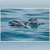 Dolphins, Dolphin