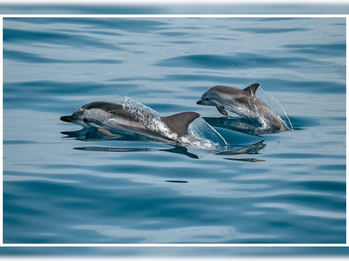ヘンリー川原　en DOLPHIN ヘンリー川原 en DOLPHIN