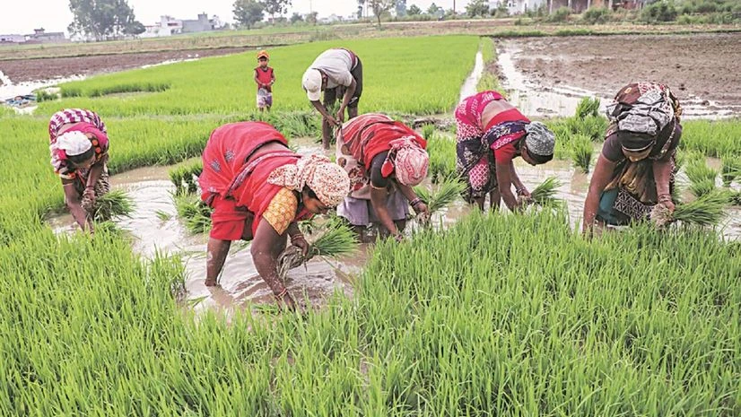 Crop prices Crop prices