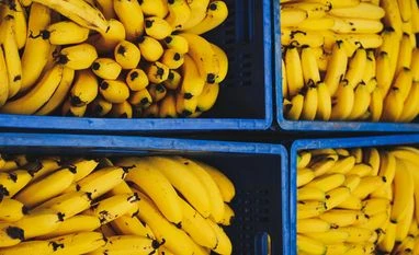 First trial shipment of bananas exported to Netherlands: Comm ministry banana