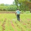 pesticide farmer farming