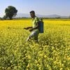 A farmer sprays pesticides at a mustard field, in Kamrup district of Assam, Thursday, Nov. 30, 2023. (PTI Photo)