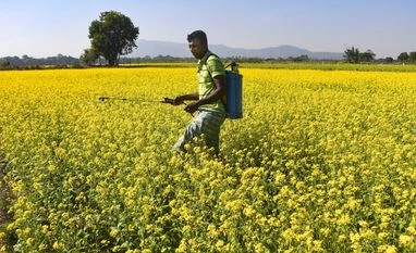 This pesticide co's stock fell 10%; hit 52-week low on posting weak Q4 A farmer sprays pesticides at a mustard field, in Kamrup district of Assam, Thursday, Nov. 30, 2023. (PTI Photo)