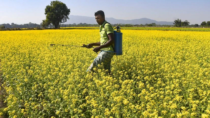 A farmer sprays pesticides at a mustard field, in Kamrup district of Assam, Thursday, Nov. 30, 2023. (PTI Photo) A farmer sprays pesticides at a mustard field, in Kamrup district of Assam, Thursday, Nov. 30, 2023. (PTI Photo)